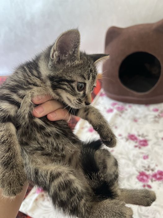 Mushuk bolasi 1yarm oyli