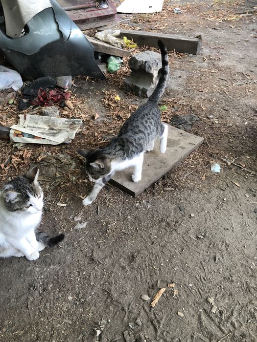 Котята. В количестве 9 штук