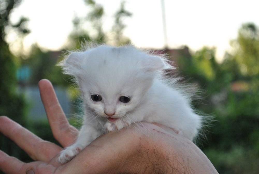 Продам веслоухих котят