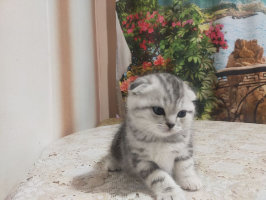 Продам котят.25000тен.