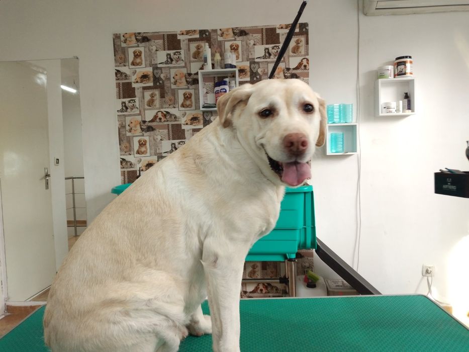 ЗооФамилия Професионален груминг, подстригване и къпане на кучета