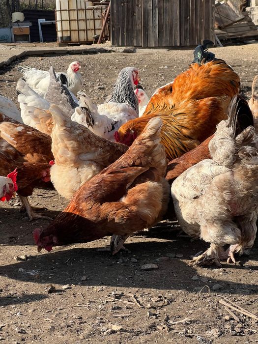 Продам инкубационный яйцо