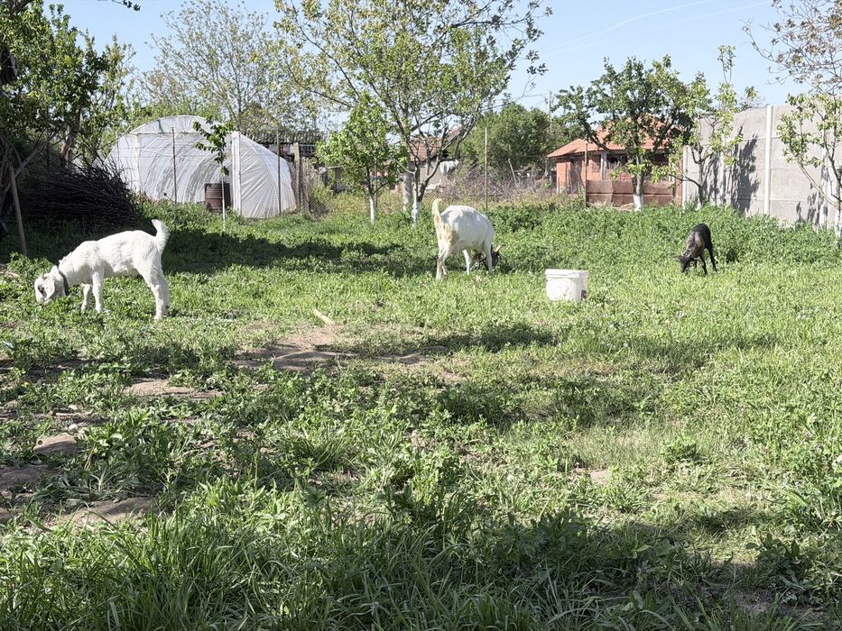 Vand o ieduta si un tapisor metis anglo nubian