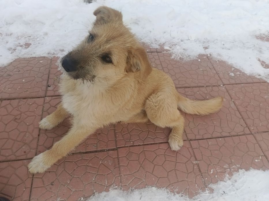 6 месячный щенок кыз Узынагаш девочка