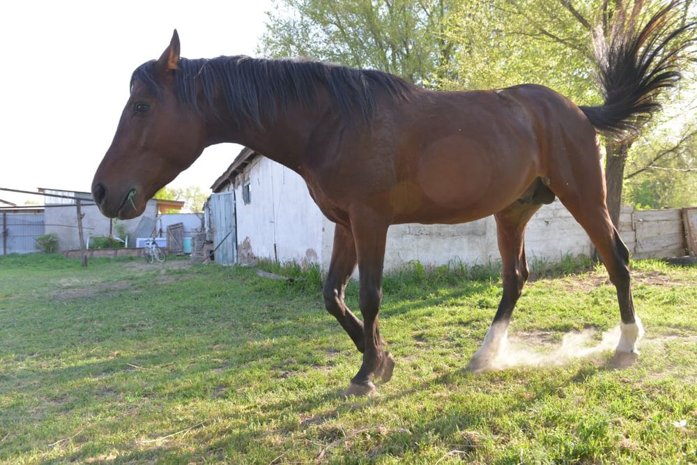 Жеребец Англо Арап