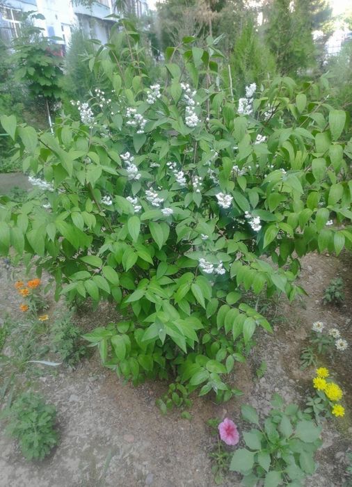 Кустарник "Дейция" декоративная