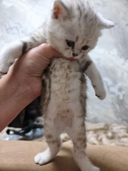 Шотландские котята