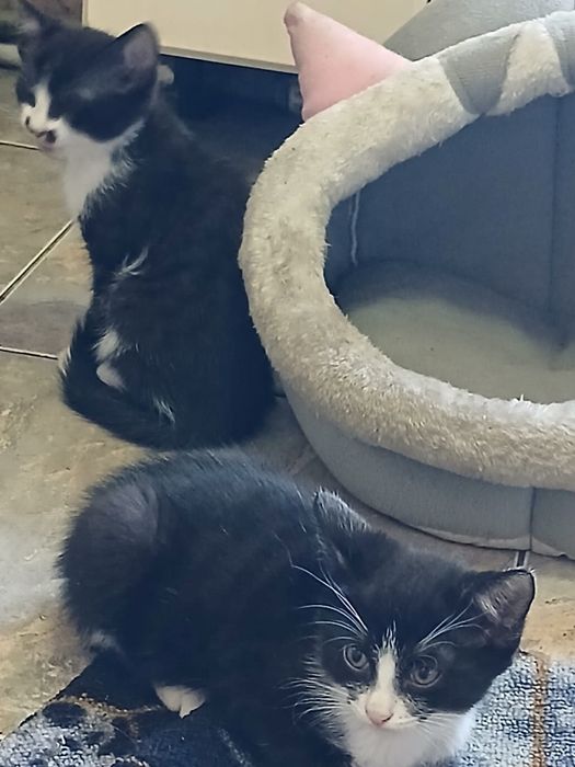 Котят в добрые руки