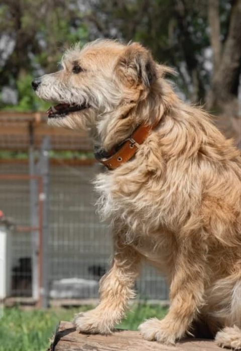 Собачки Компаньоны и звоночки