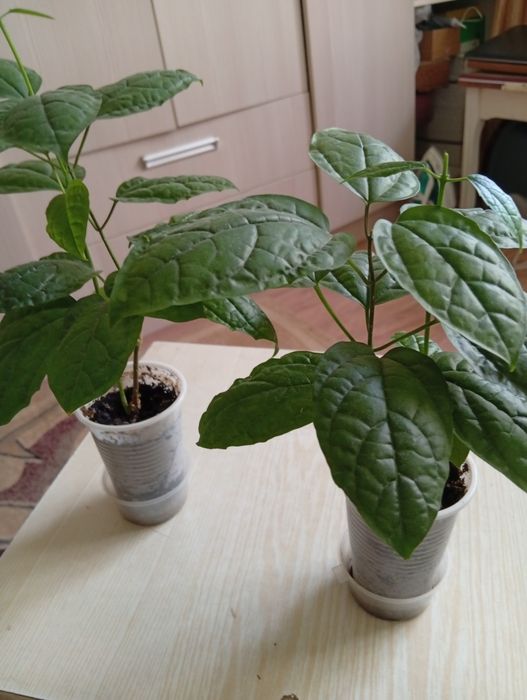 Продам клеродендрум Томсона.глаксинья