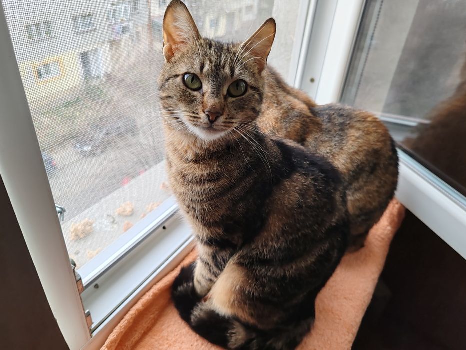 Adoptie Poppy, pisica sociala si dragastoasa