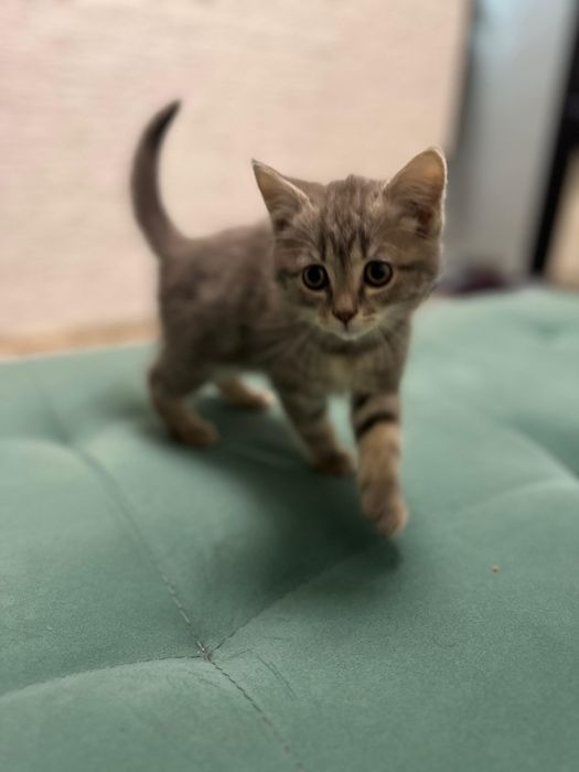 Французская  2.5 месяц кошку кошка котик котята прирученный к лотку