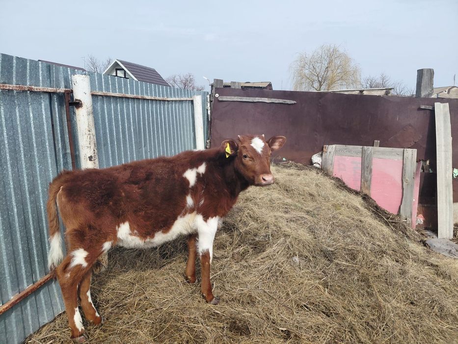 Тёлочка 7 месяцев