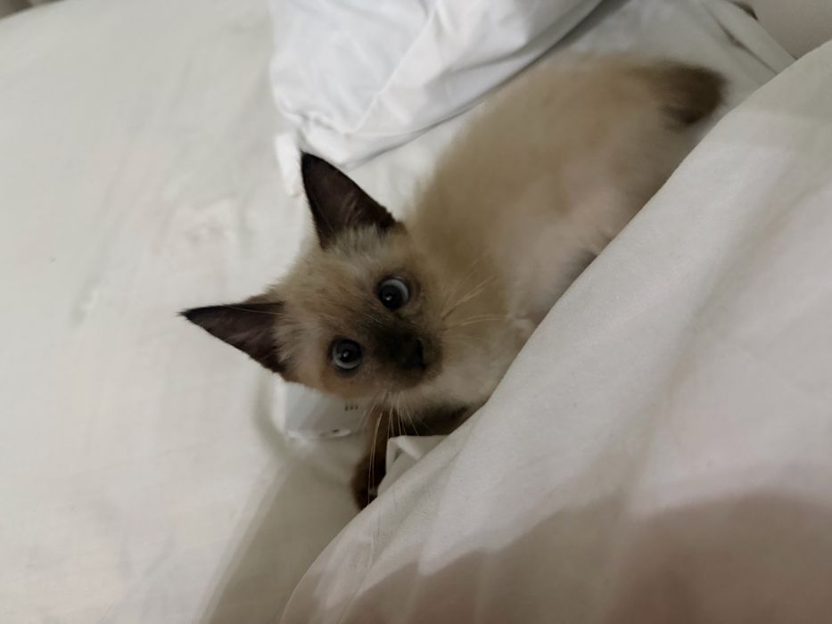 Сиамский котик мальчик