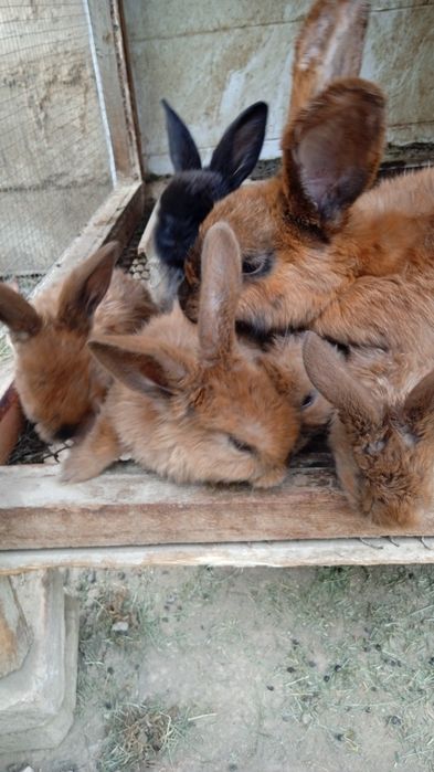 Продам крольчат 6 штук