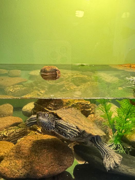 Подарява се костенурка