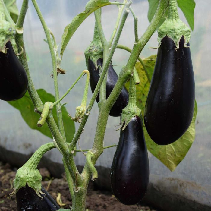 Оранжерия с врата 18/27/36/45/54 кв.м. Tehno MS Безплатна доставка