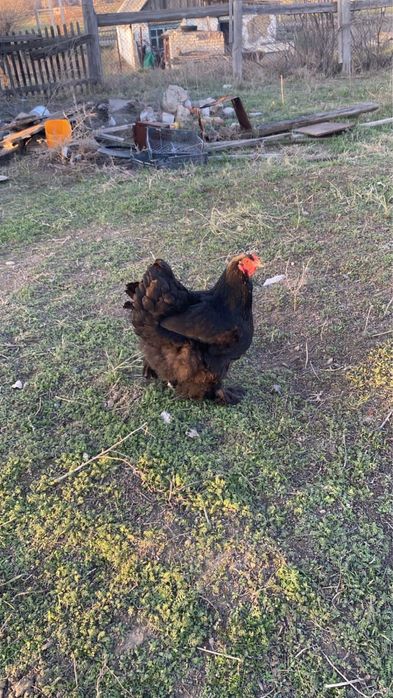 Инкубационные яица