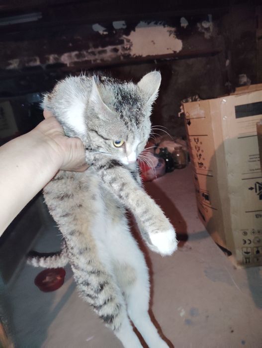 Mushuk bor 4ta bolalari bilan yaxshi boqilgan