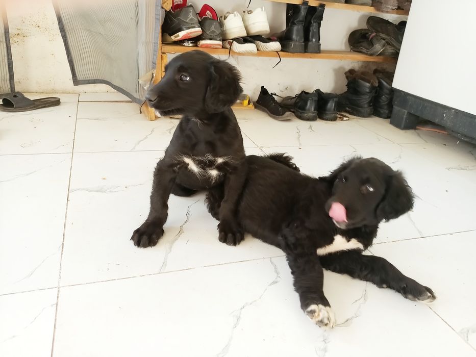 Шеньки Қырғыз Тайған