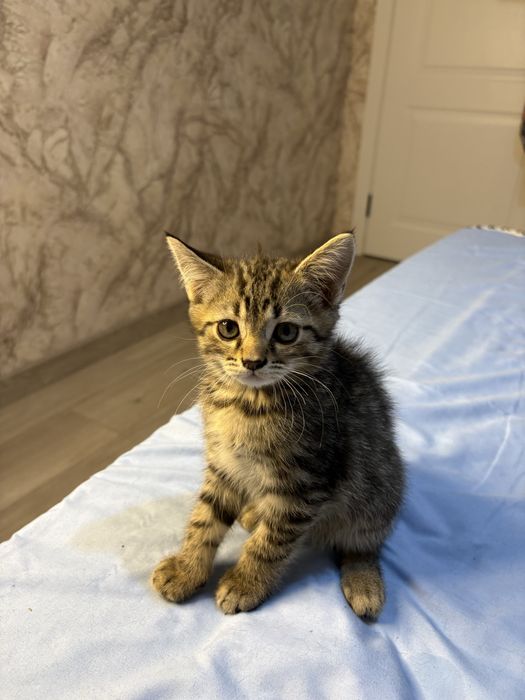 Котята британцы 2 мальчика