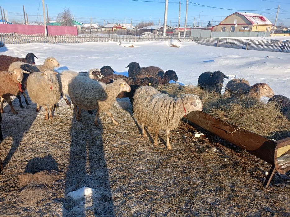 Продам баранов на племя.