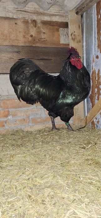 Oua de australorp de vanzare si gaini