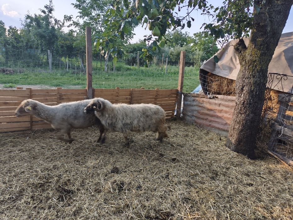 Vând oi tinere vârstă 2 ani