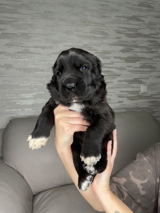 Бронь на щенков САО