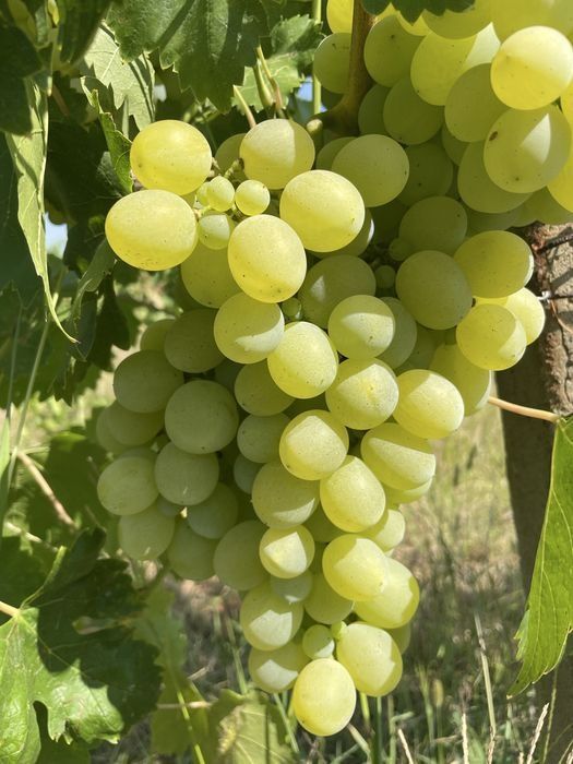 Sezonul mustului de lechinta a inceput /must ravac debubortat limpede