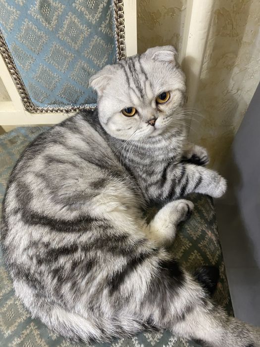 кошка висолухий,шотланд