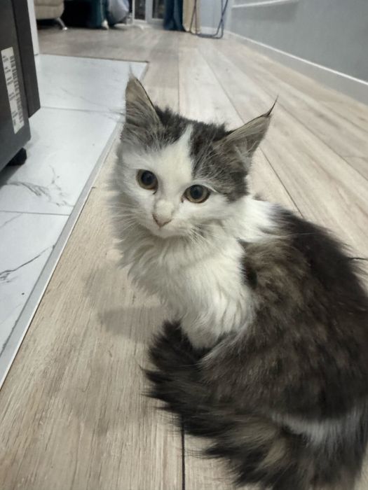 Котятя мальчик и девочка