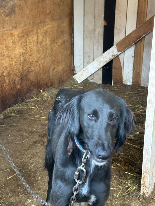 Тазы иттер еркек ,ұрғашы