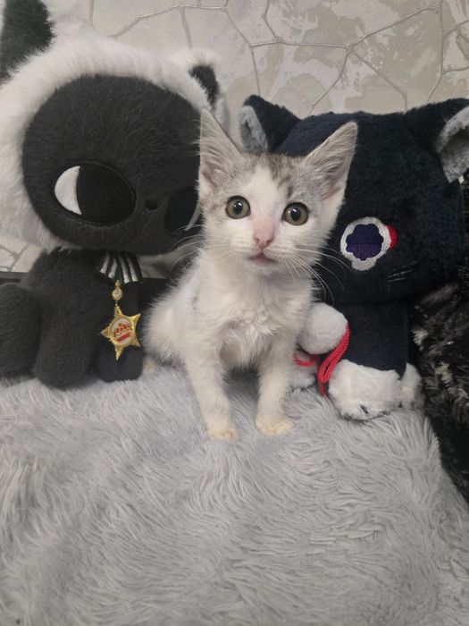 Очень красивые котята