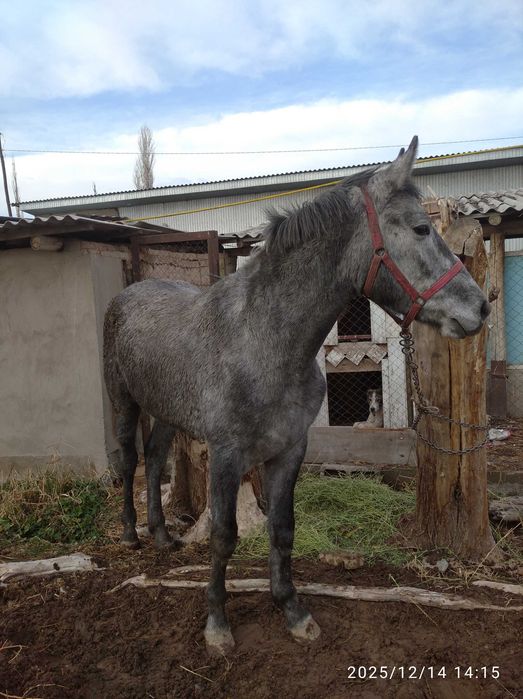 Сельхоз животные