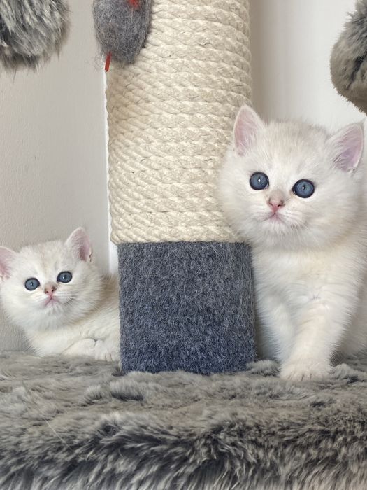 Чистокровные британские шиншиллы!