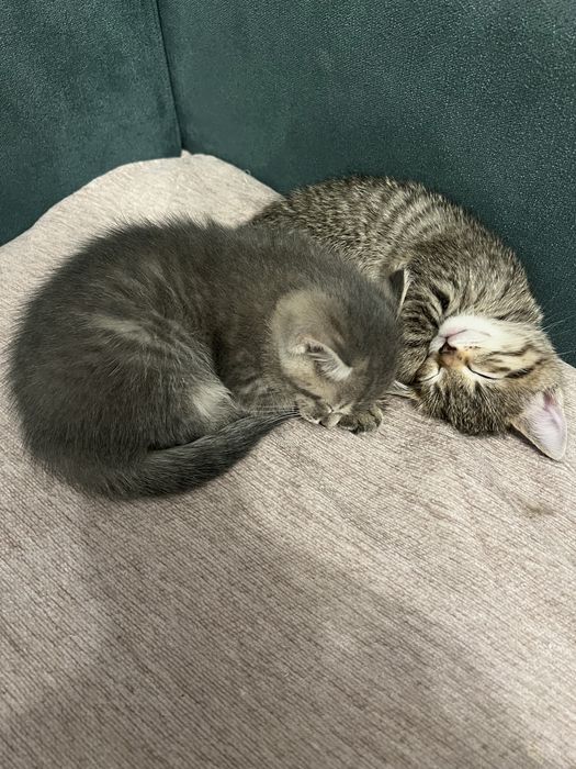 Отдам котят в хорошие руки