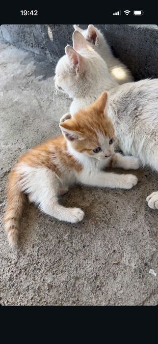 3 белые 2 желтые котята