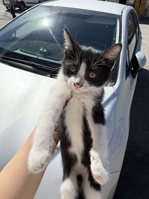 Котенок в добрые руки