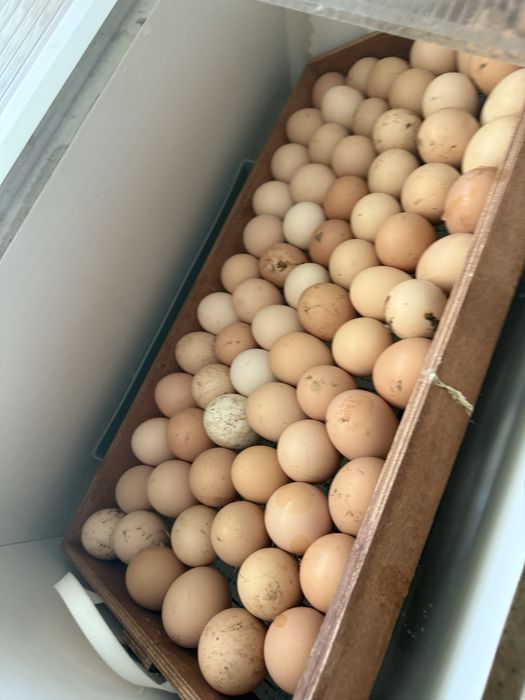 Инкубационные  яйца кученских  кур чистокровные