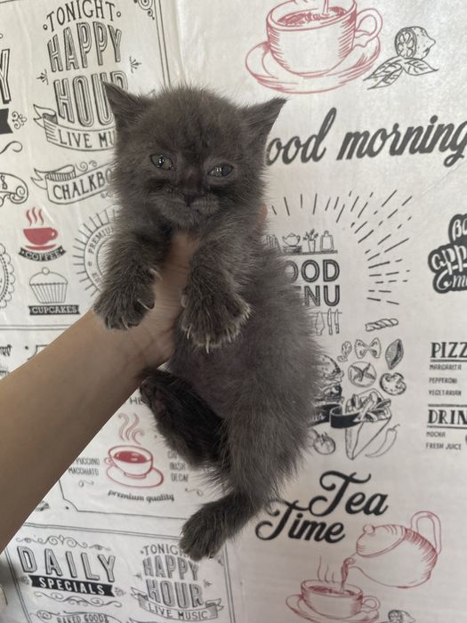 Шотландец скотиш страйт мальчик торга нет