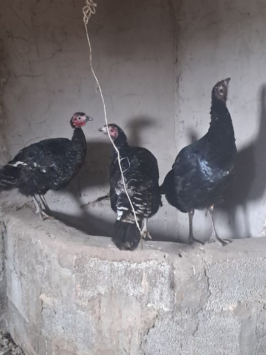 Түйетауық(үндік)