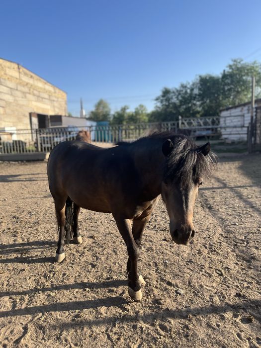 Продам пони кобыла и жеребец