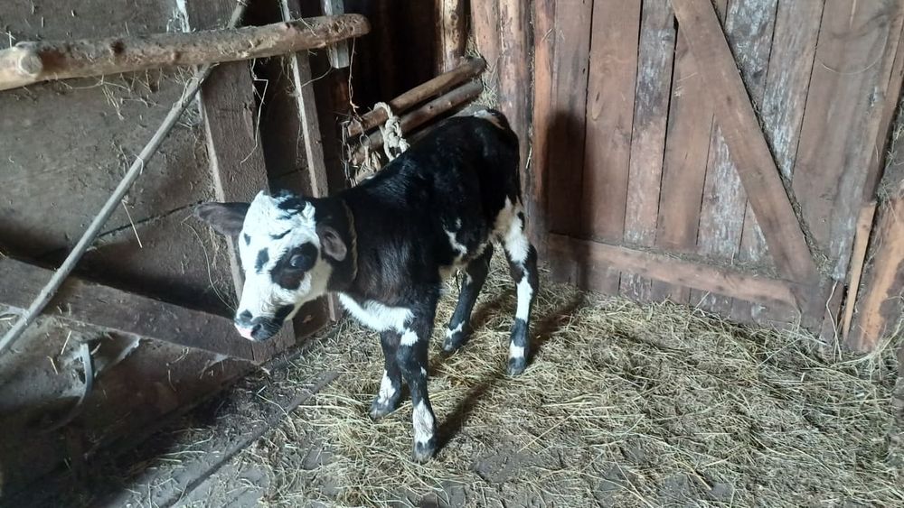 Коровы с телятами!