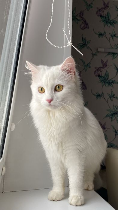 Кошечка в поисках дома