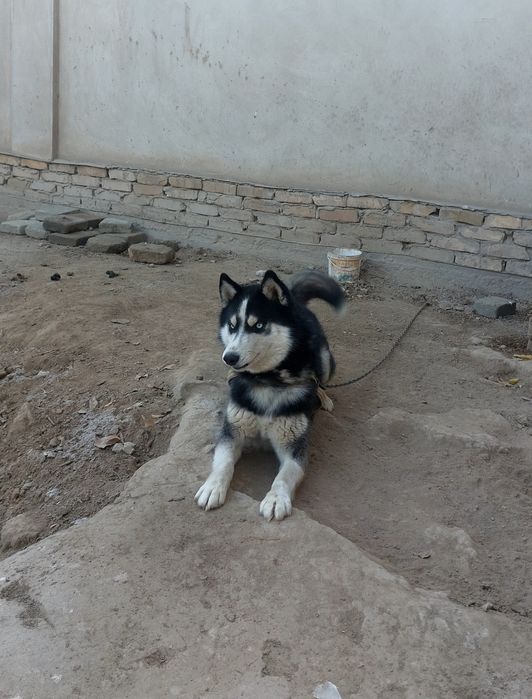 Хаски   сотилади