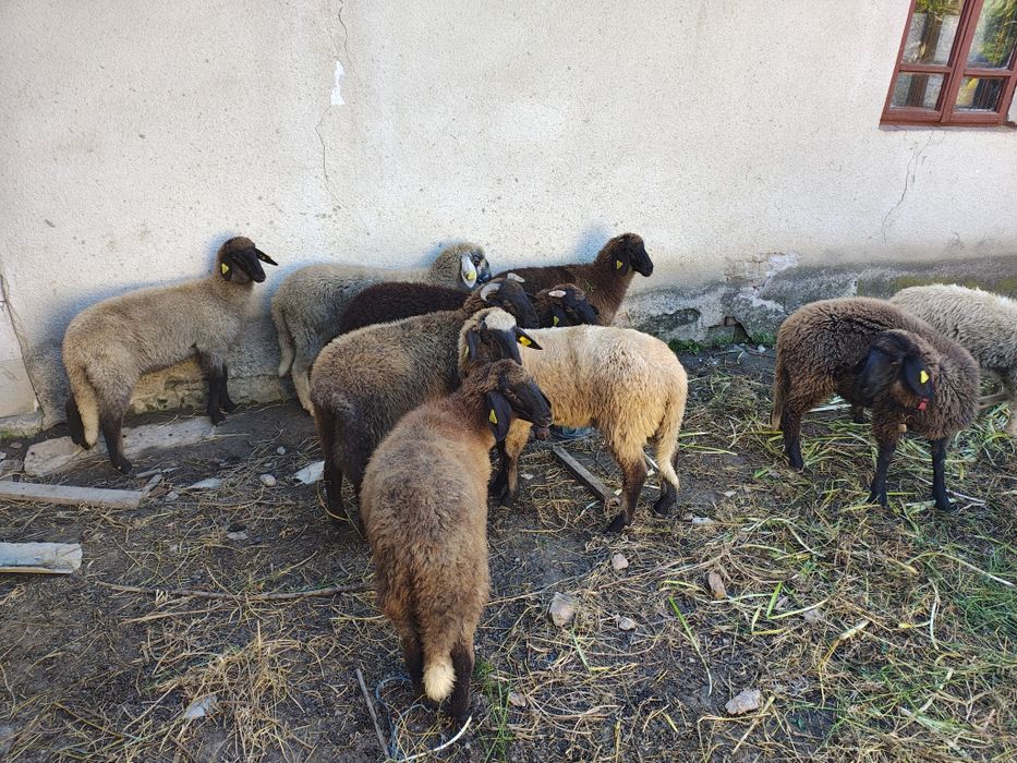 Mieluțe Miei  Carabase