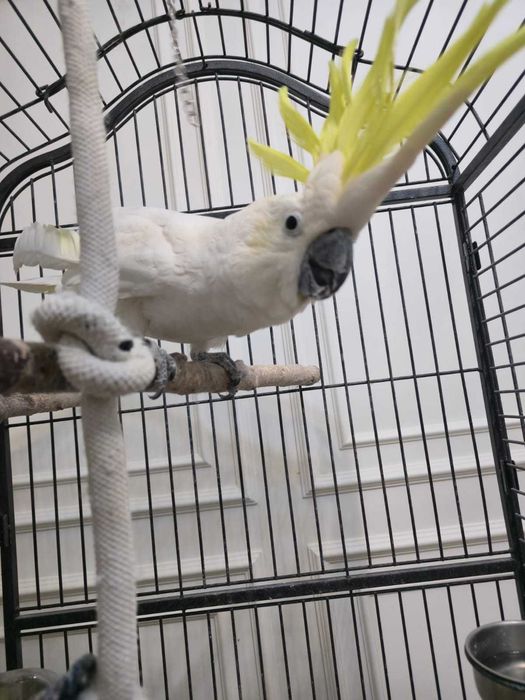 продам попугай какаду говорящий говорит