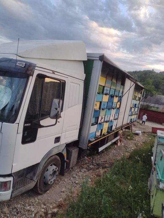 Miere poliflora și rapiță.