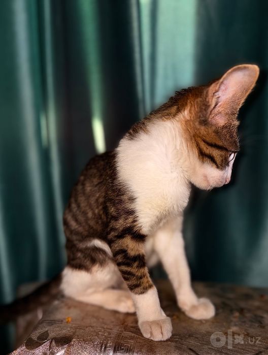 Котенок в добрые руки